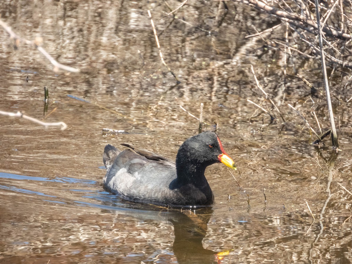 Red-fronted Coot - ML638130538