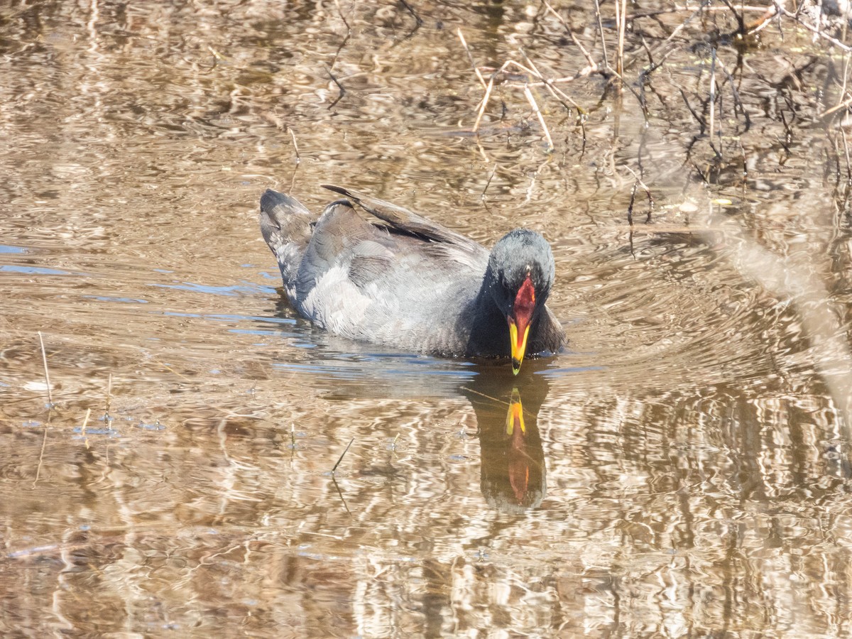Red-fronted Coot - ML638130539