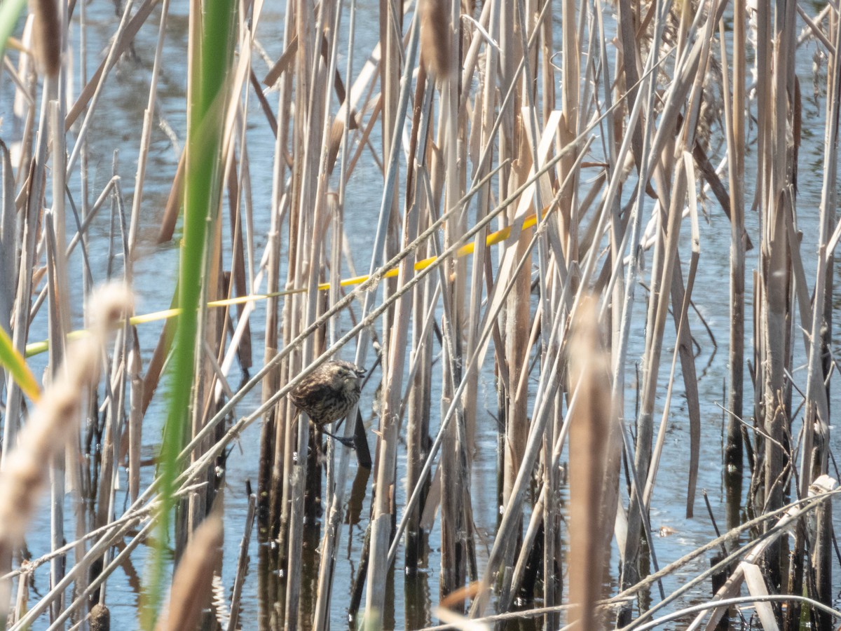 Yellow-winged Blackbird - ML638130549