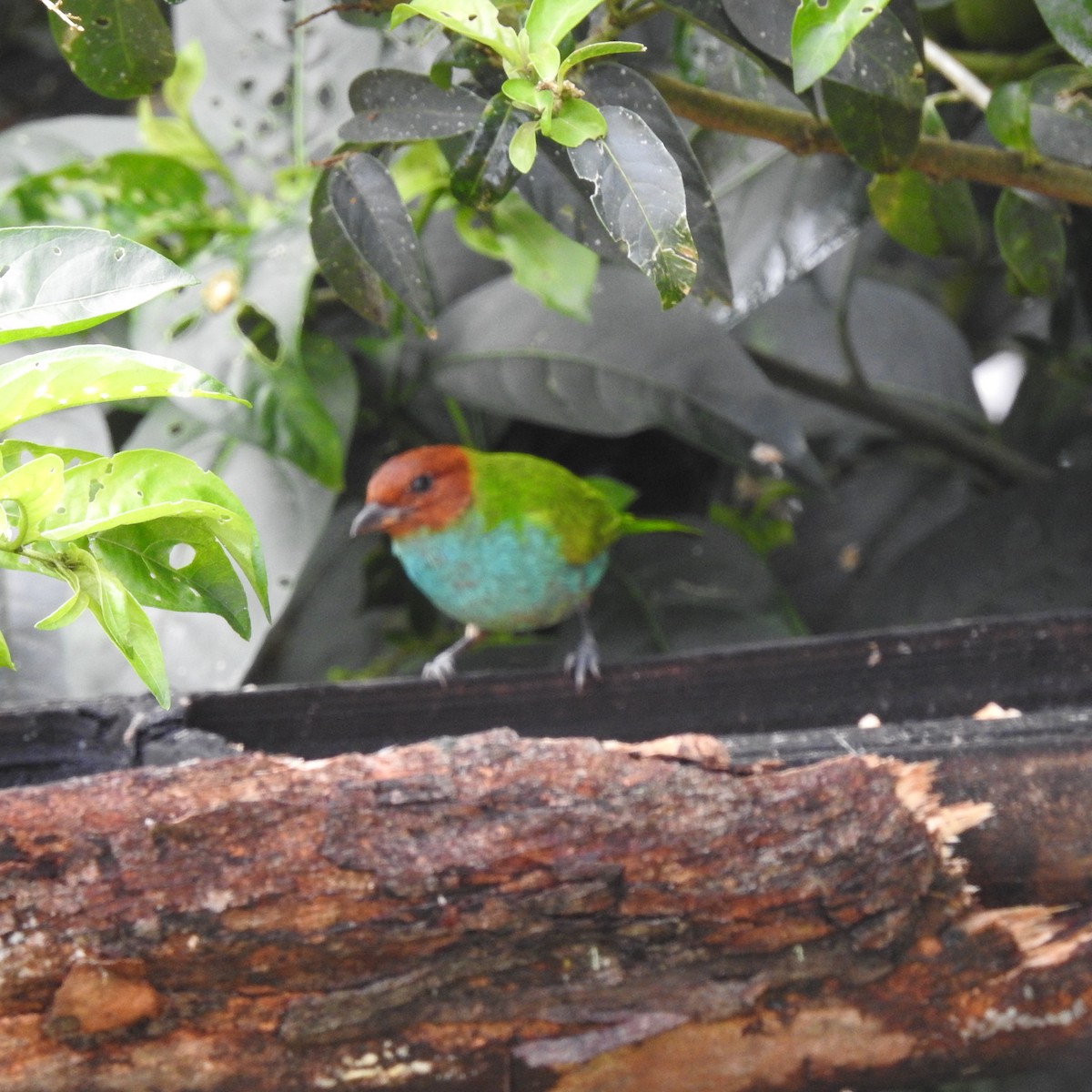 Bay-headed Tanager - ML638130560