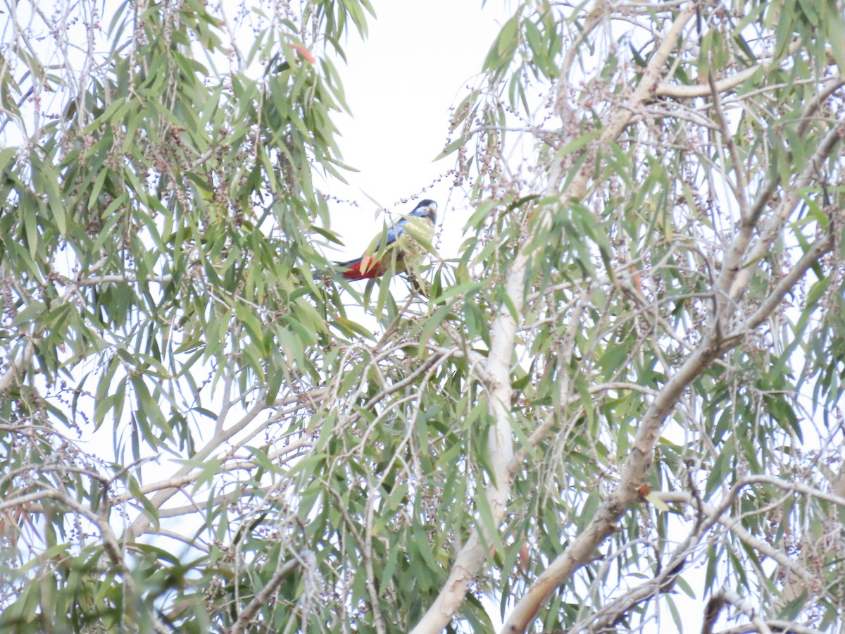 Northern Rosella - ML638130567