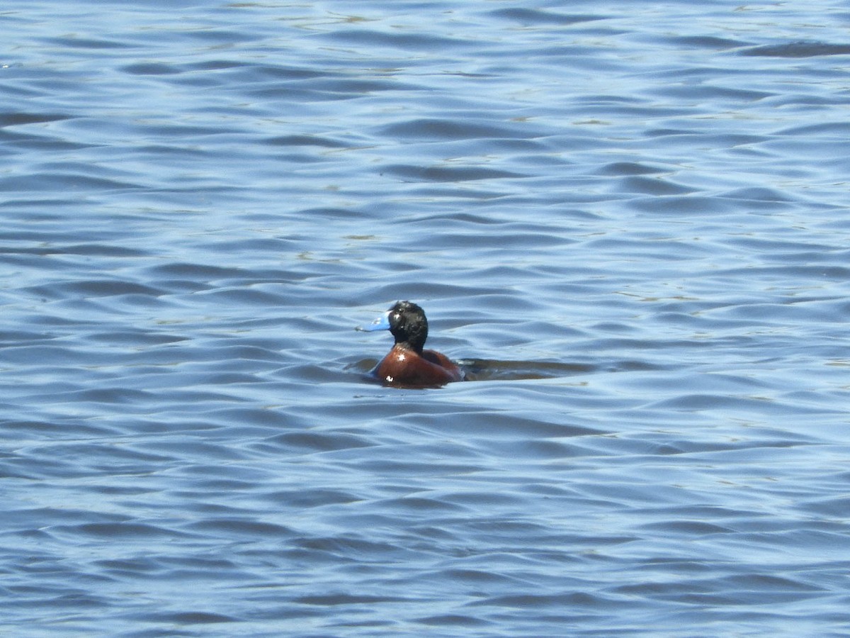 Lake Duck - ML638130573