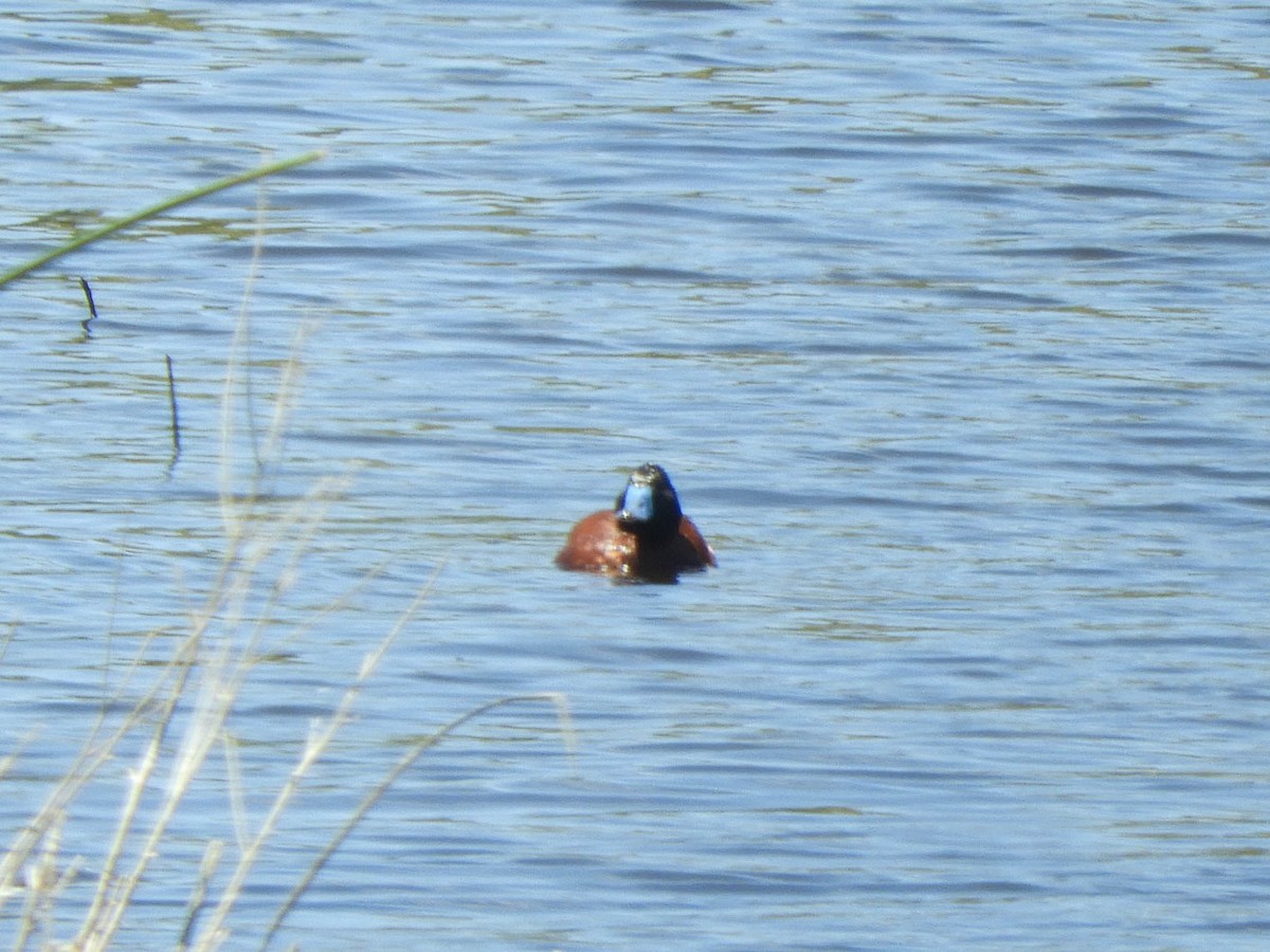 Lake Duck - ML638130574