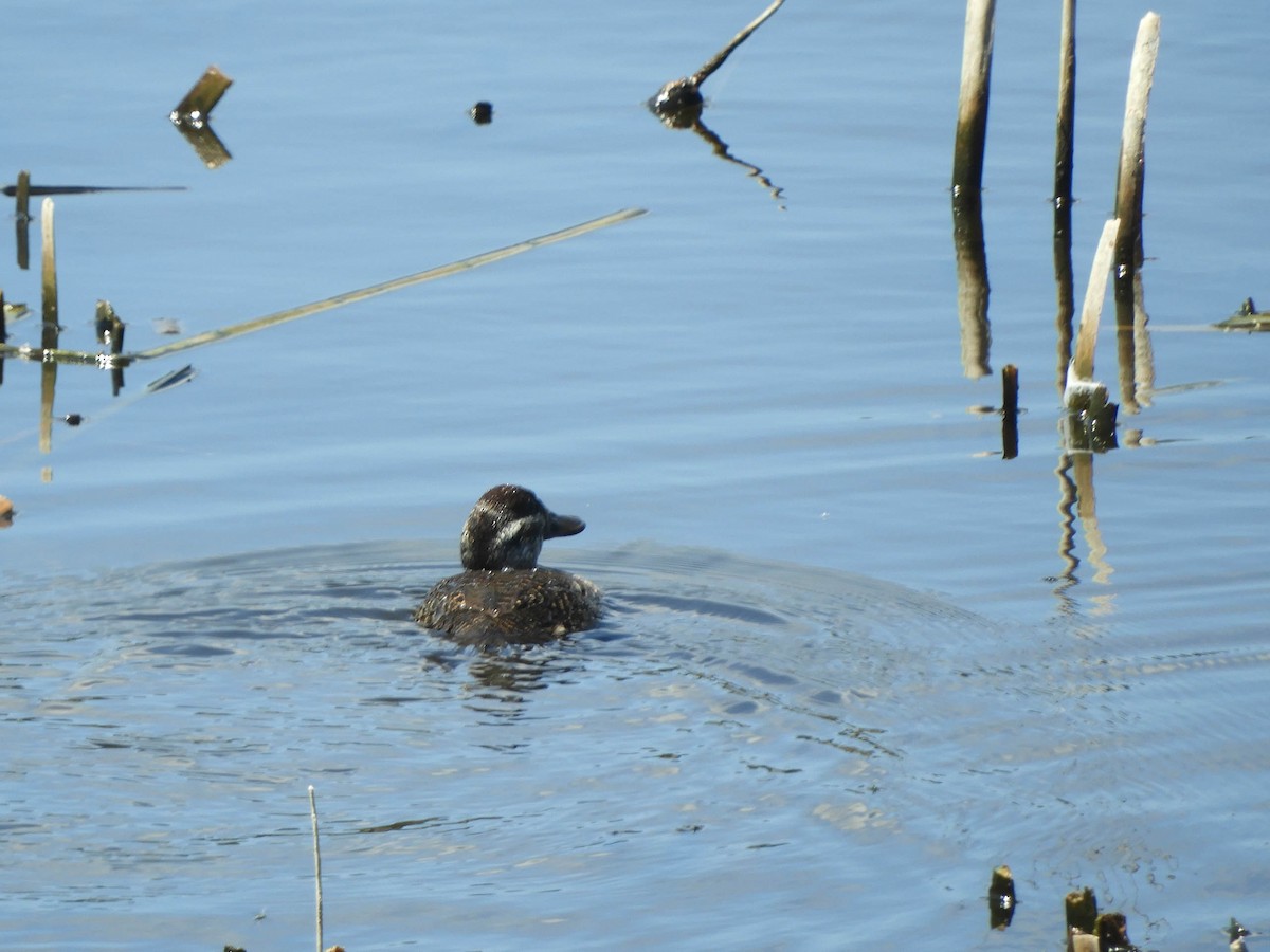 Lake Duck - ML638130575