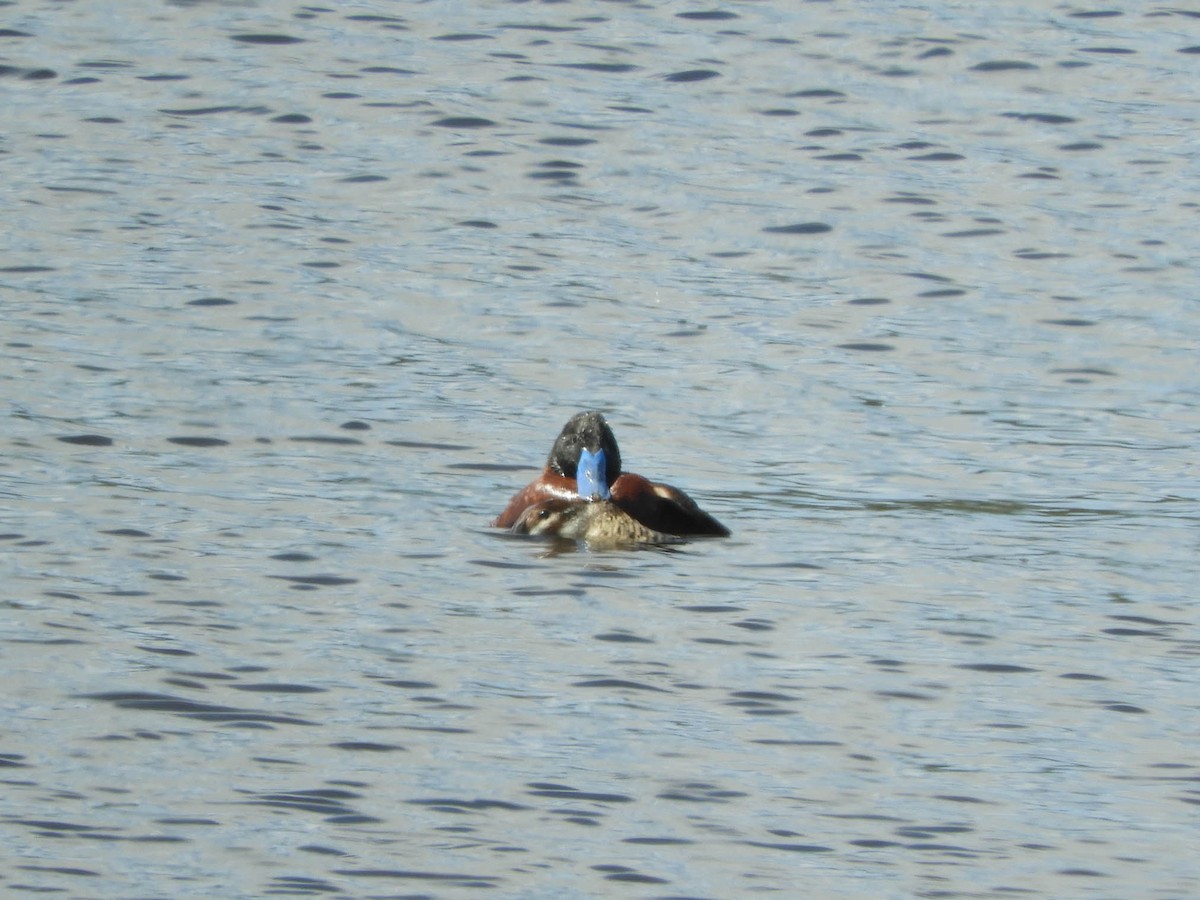 Lake Duck - ML638130576