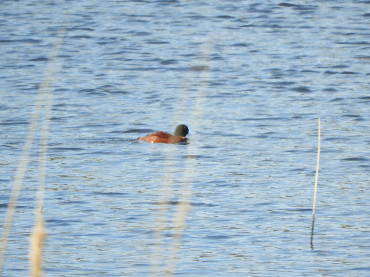 Lake Duck - ML638130577