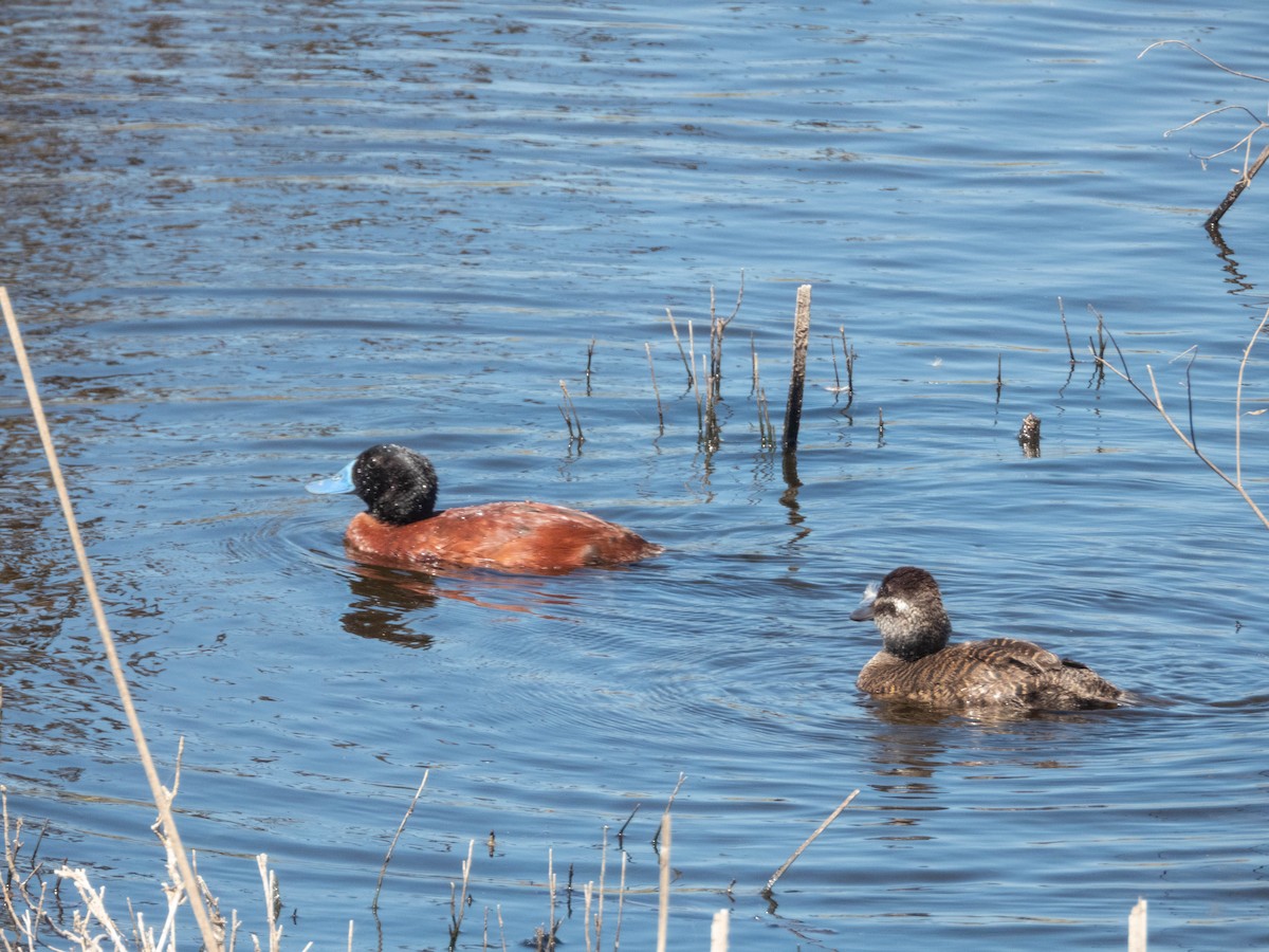 Lake Duck - ML638130578