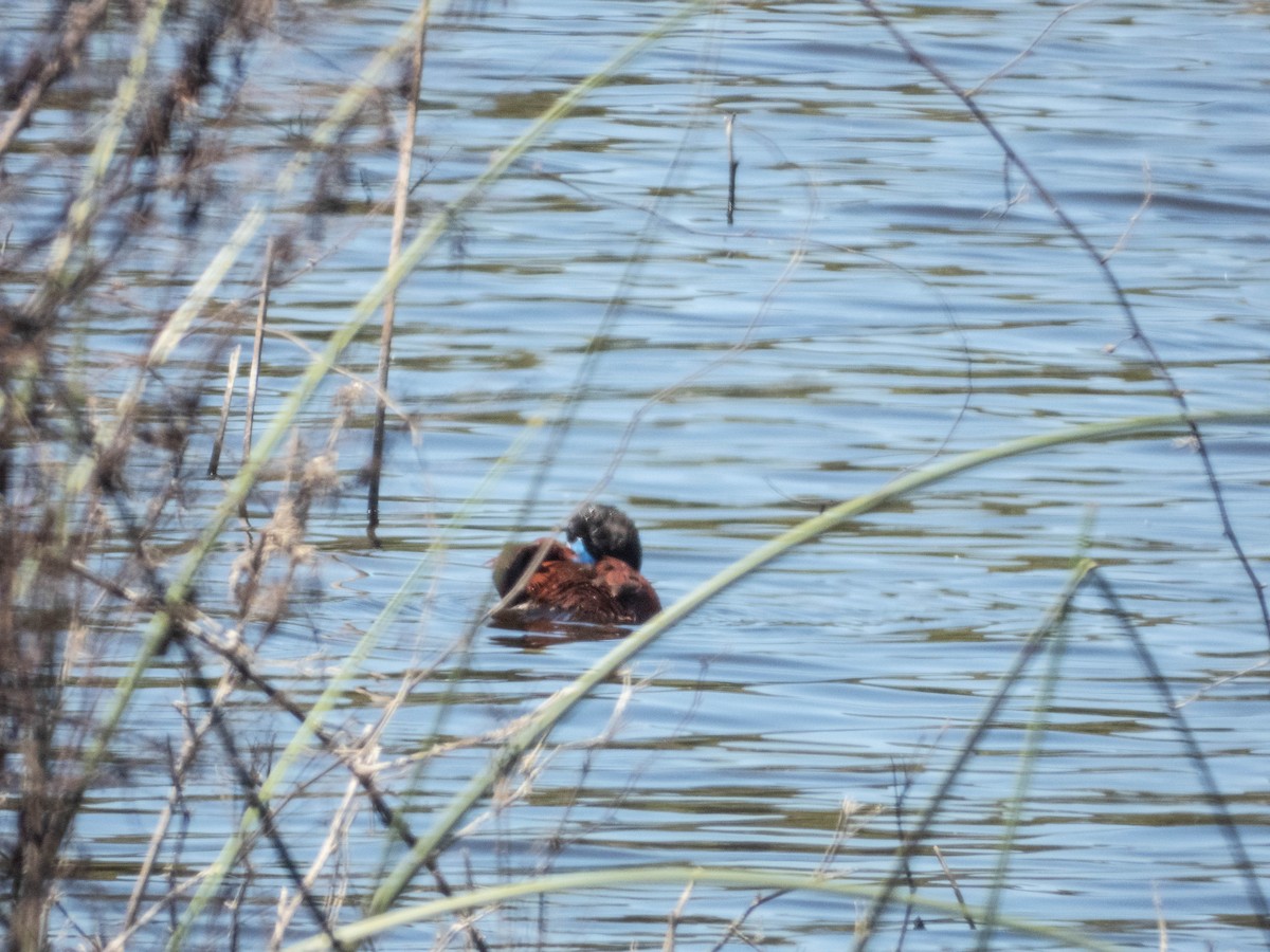 Lake Duck - ML638130580