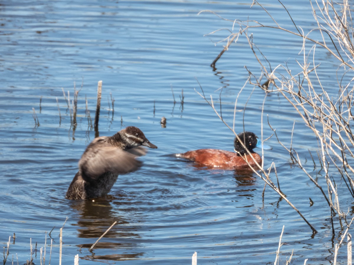 Lake Duck - ML638130581