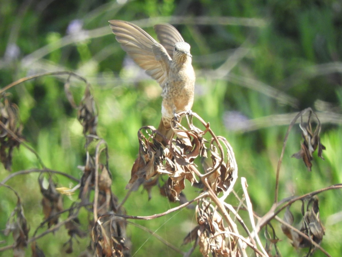 Giant Hummingbird - ML638130587