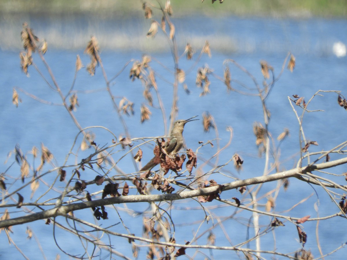 Giant Hummingbird - ML638130590