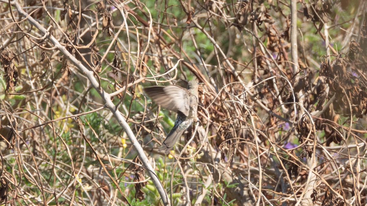 Giant Hummingbird - ML638130591