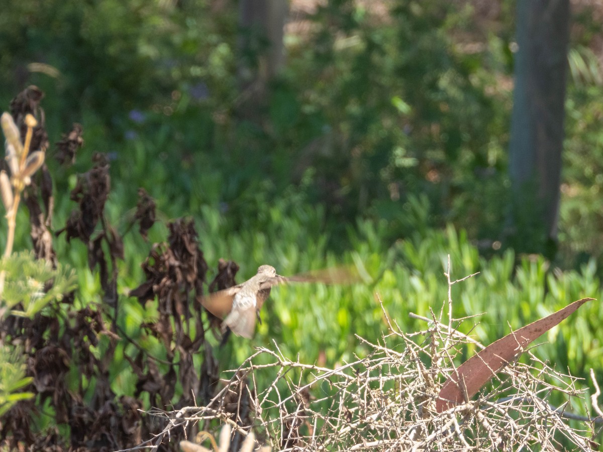 Giant Hummingbird - ML638130592