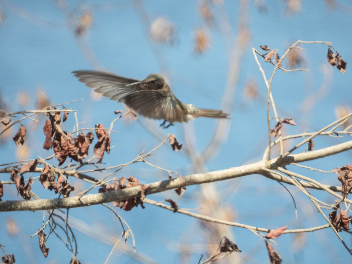 Giant Hummingbird - ML638130593