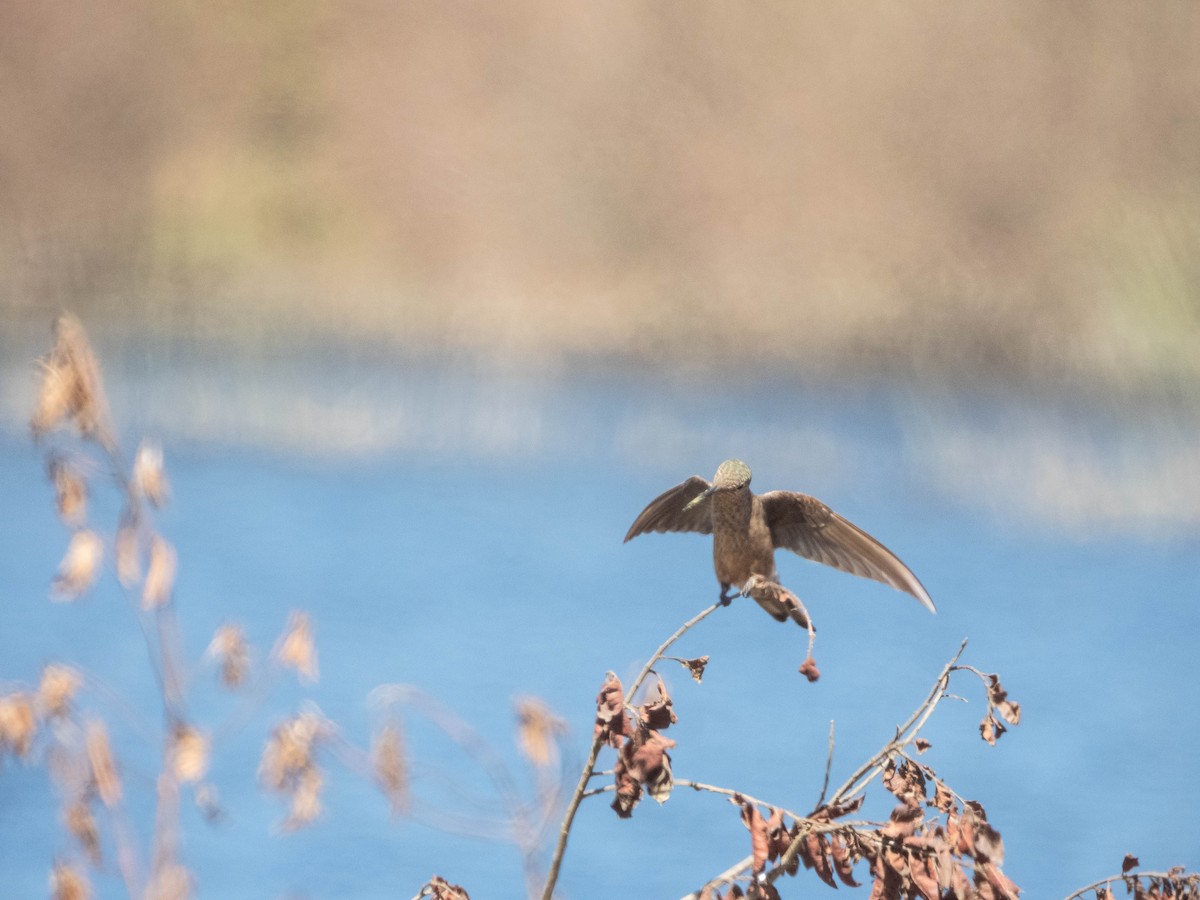 Giant Hummingbird - ML638130595