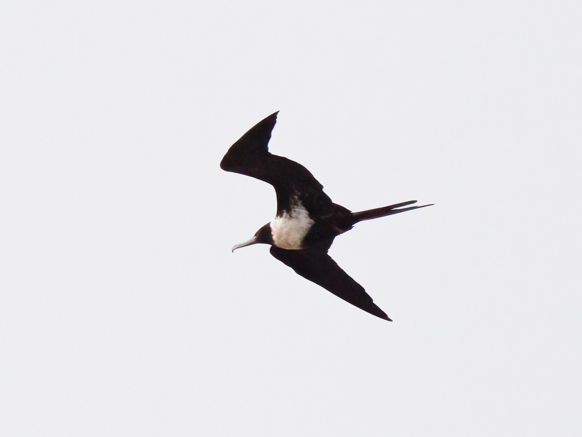 Lesser Frigatebird - ML638130599