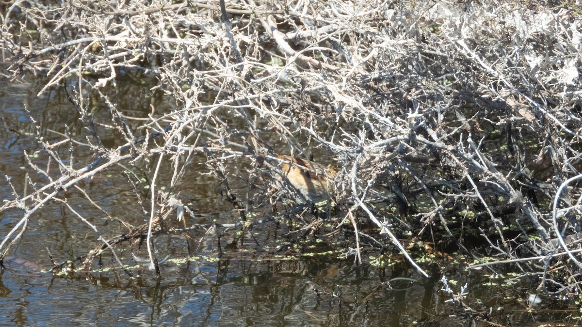 Wren-like Rushbird - ML638130600