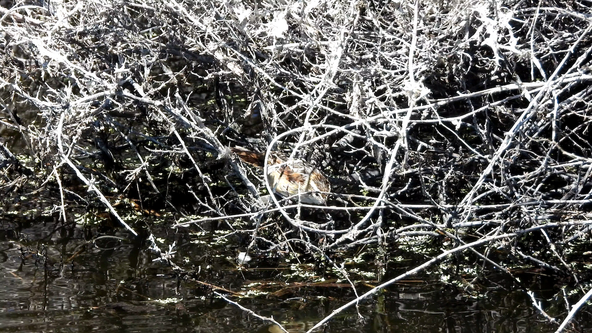 Wren-like Rushbird - ML638130601