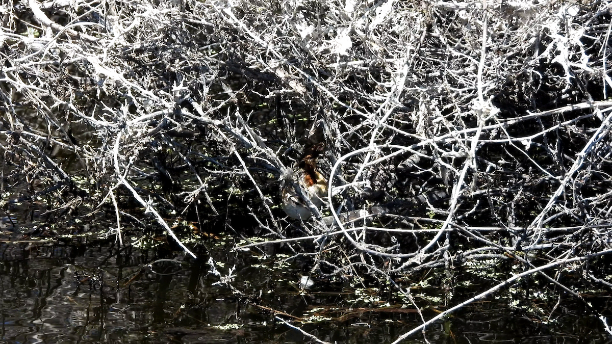 Wren-like Rushbird - ML638130602