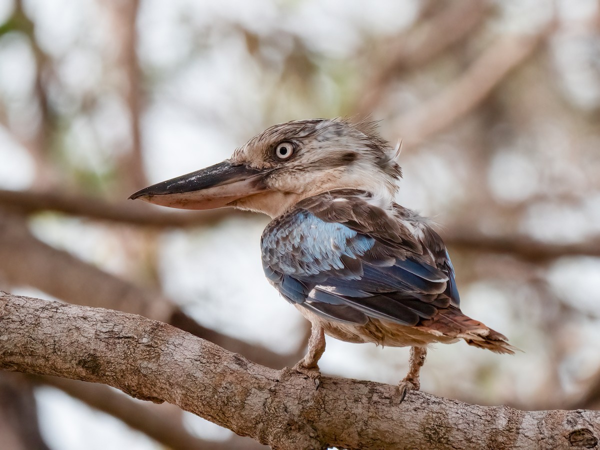 Blue-winged Kookaburra - ML638130625