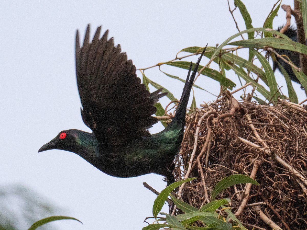 Metallic Starling (Metallic) - ML638130634
