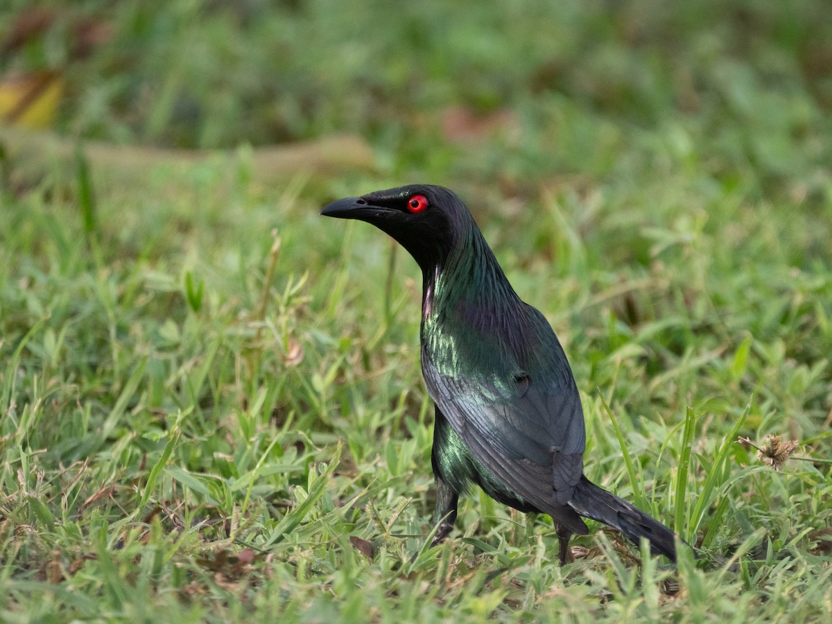 Metallic Starling (Metallic) - ML638130635
