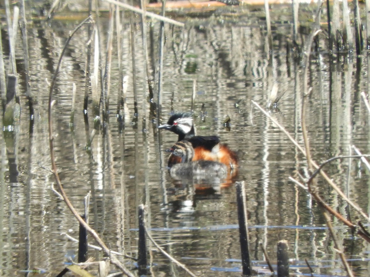 White-tufted Grebe - ML638130636