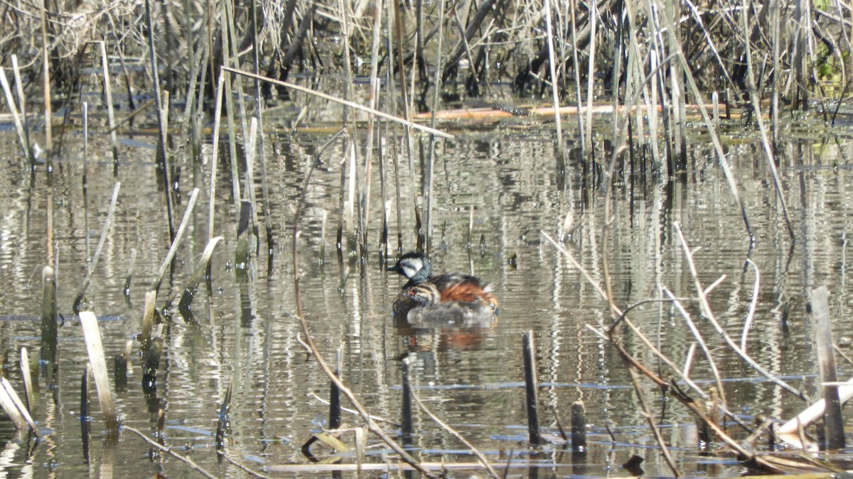 White-tufted Grebe - ML638130637