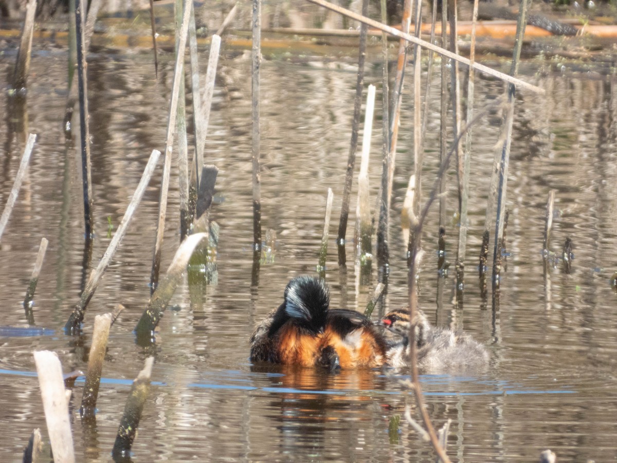 White-tufted Grebe - ML638130638