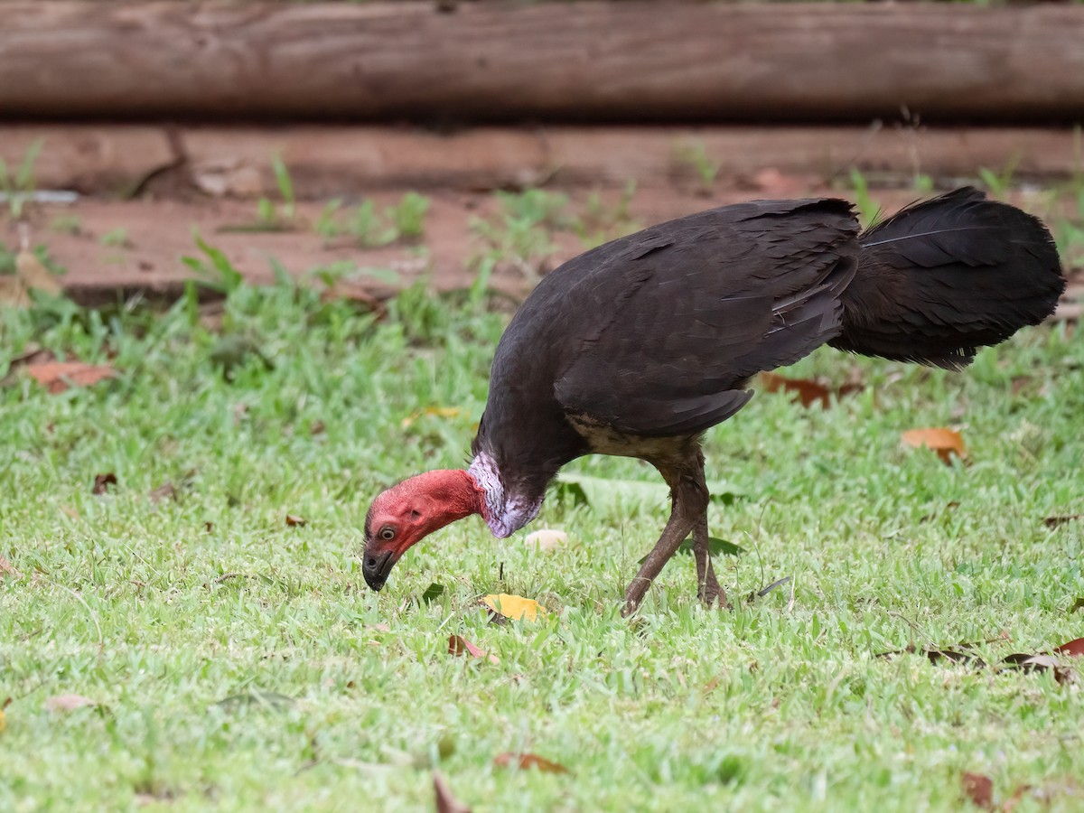 Australian Brushturkey - ML638130651
