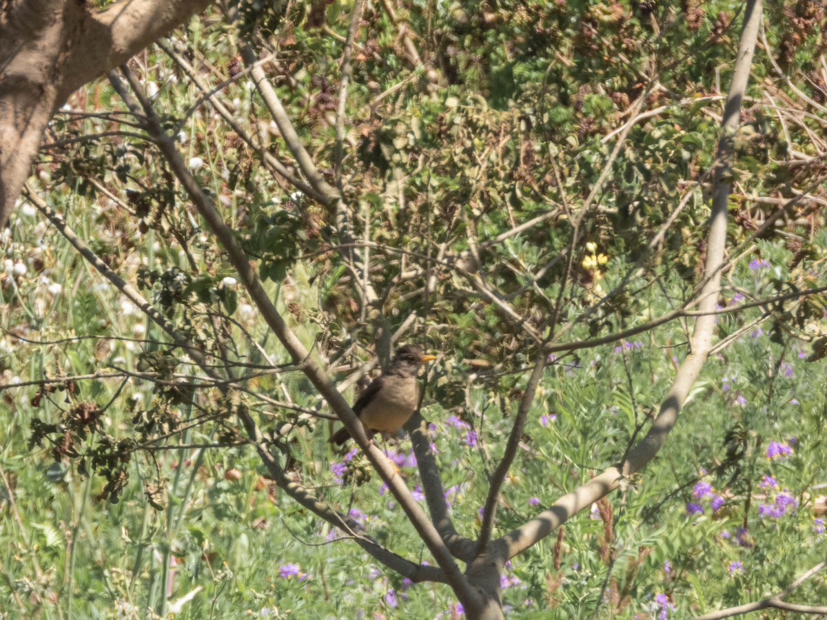 Austral Thrush - ML638130674