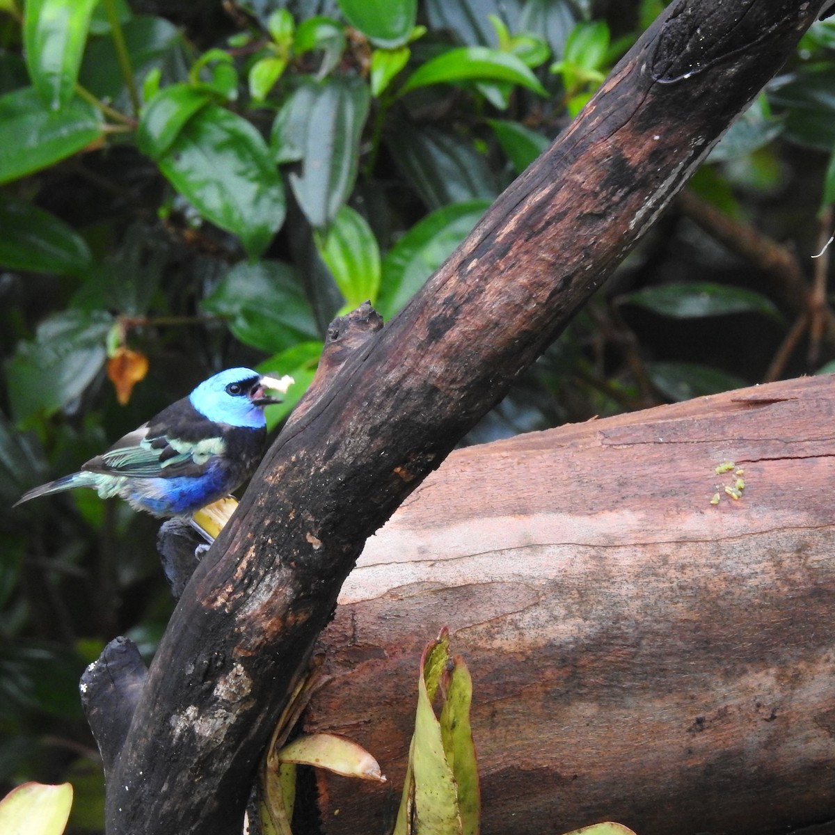 Blue-necked Tanager - ML638130683