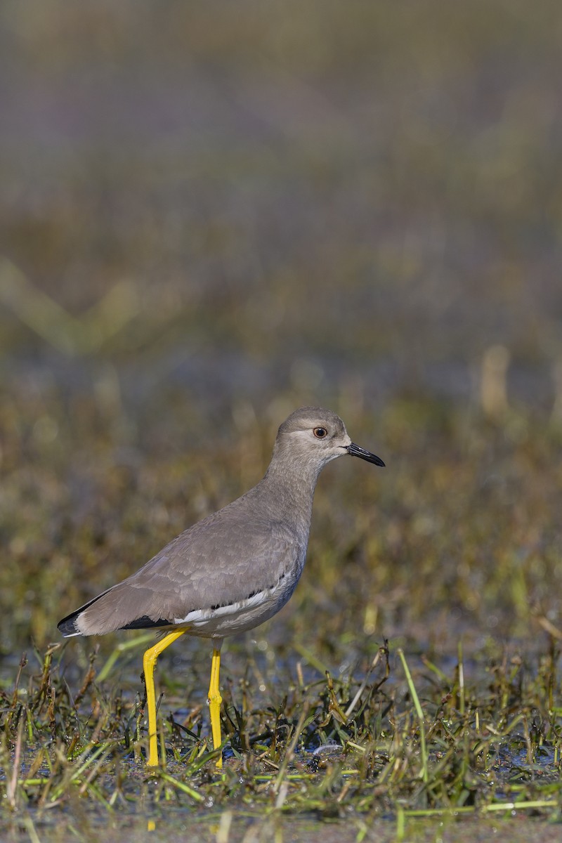 White-tailed Lapwing - ML638130691