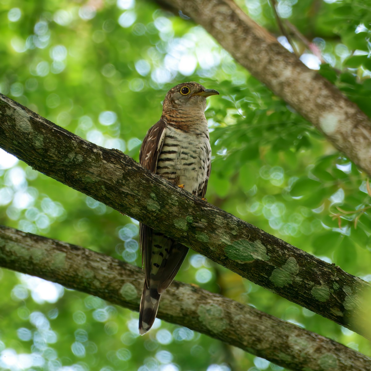 Indian Cuckoo - ML638130695