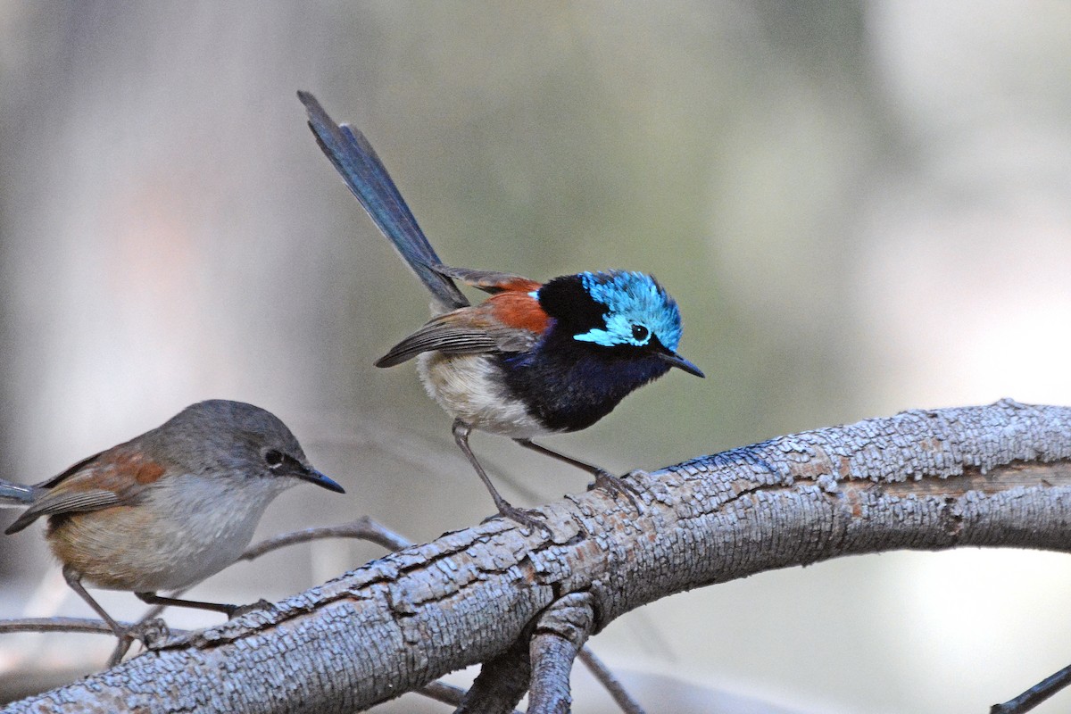 Red-winged Fairywren - ML638130723
