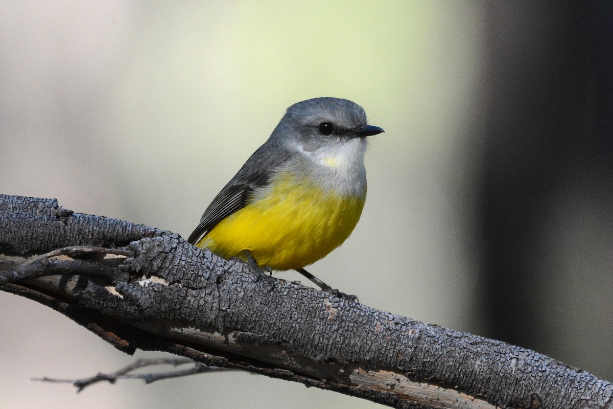 Western Yellow Robin - ML638130725