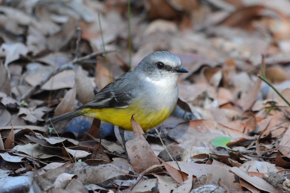 Western Yellow Robin - ML638130726