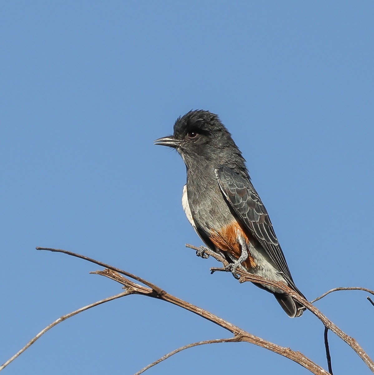 Swallow-winged Puffbird - ML638130730