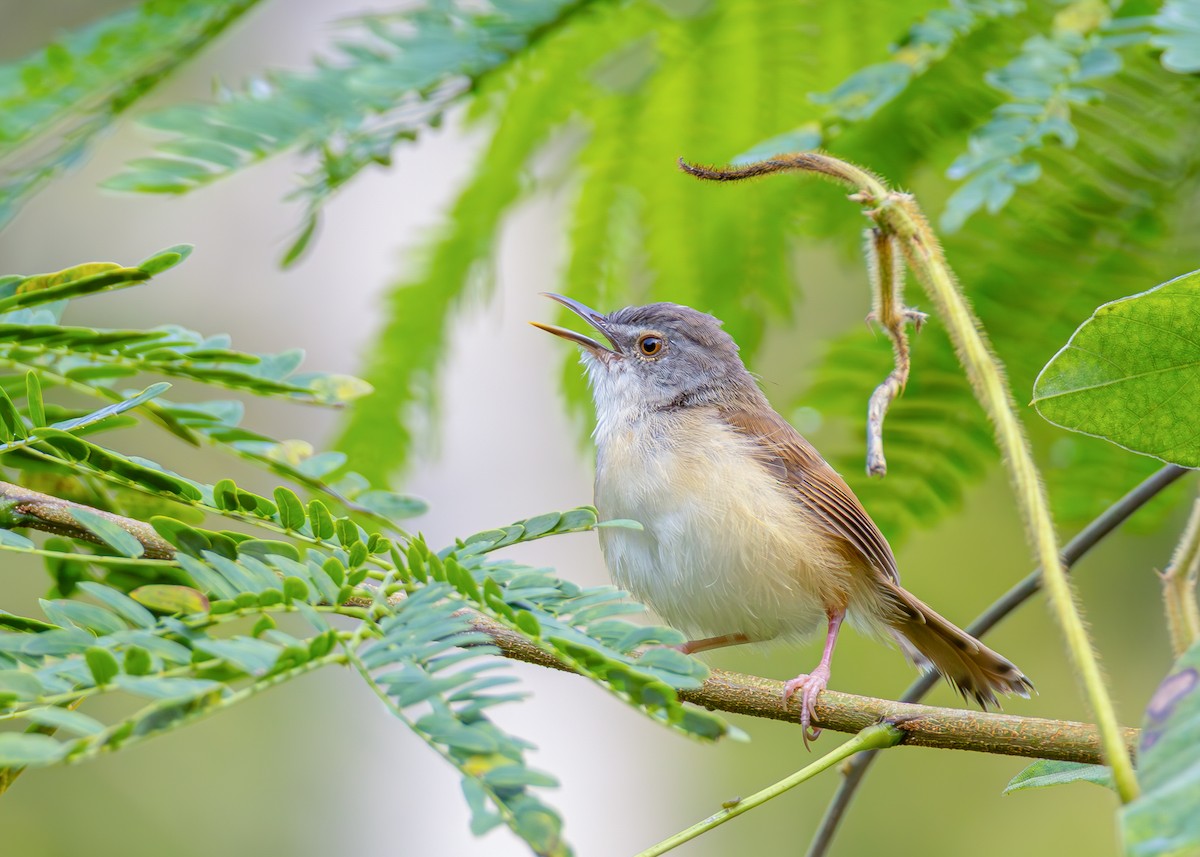 Rufescent Prinia - ML638130747