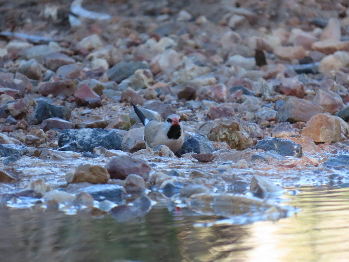 Long-tailed Finch - ML638130769