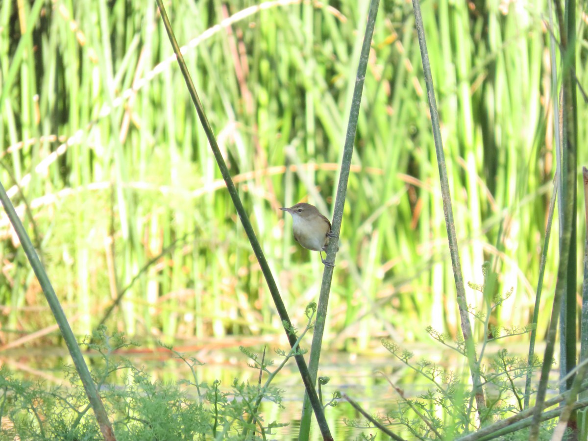 Australian Reed Warbler - ML638130778