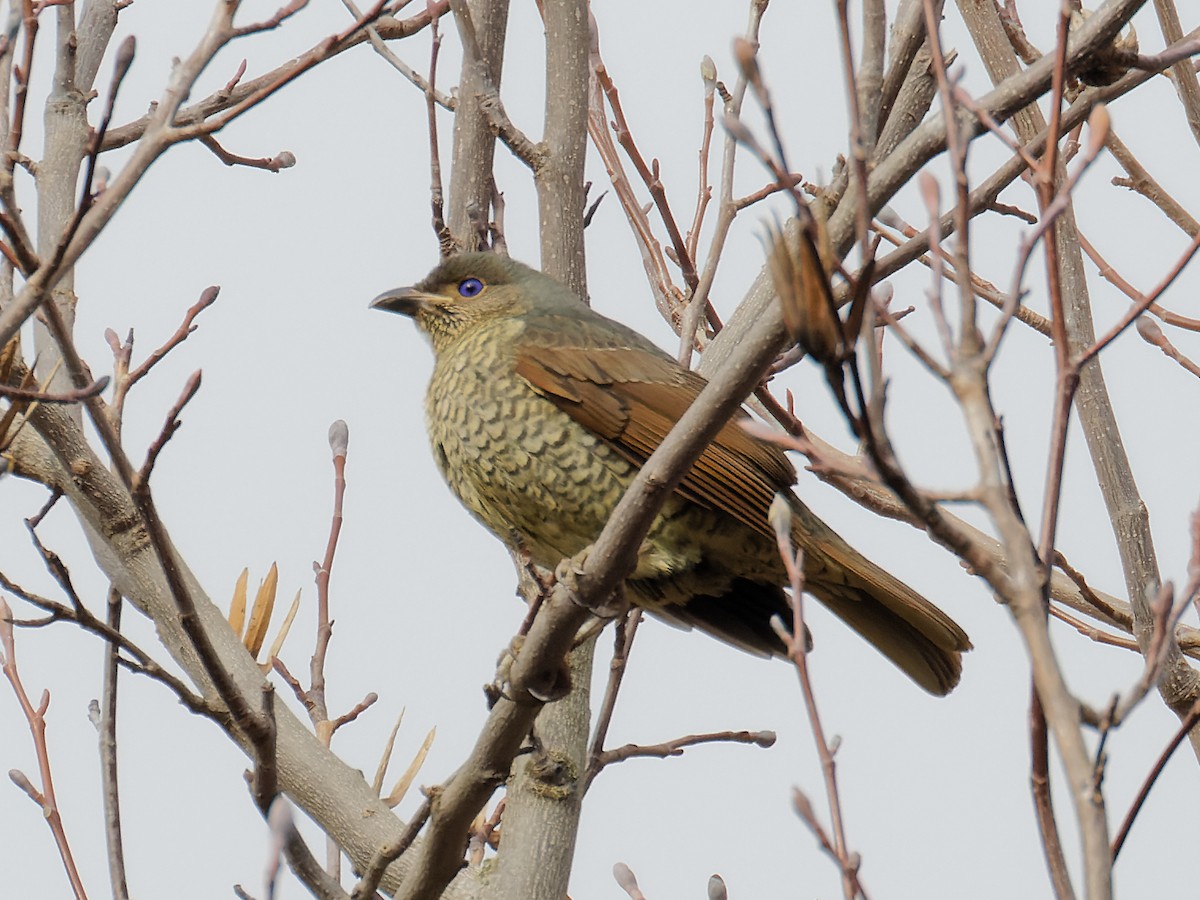 Satin Bowerbird - ML638130783