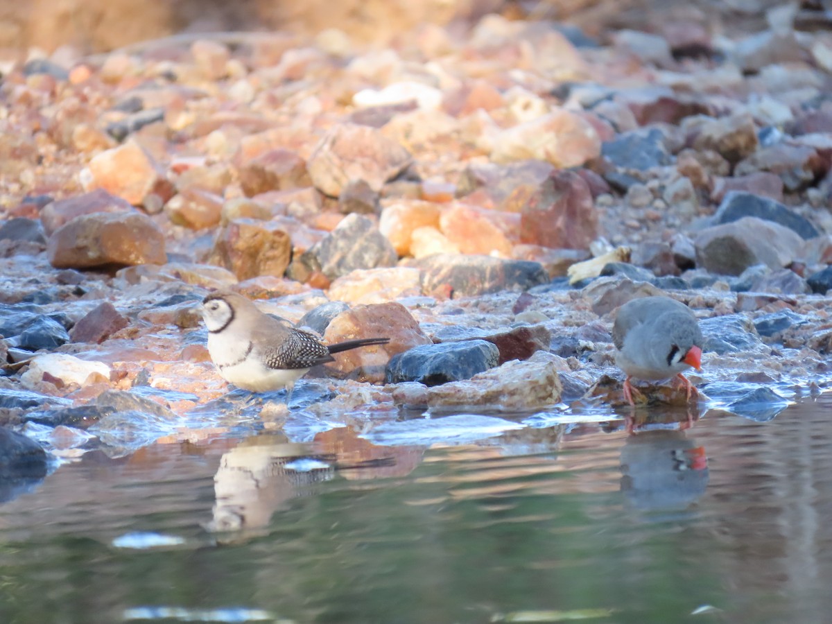 Zebra Finch (Australian) - ML638130786
