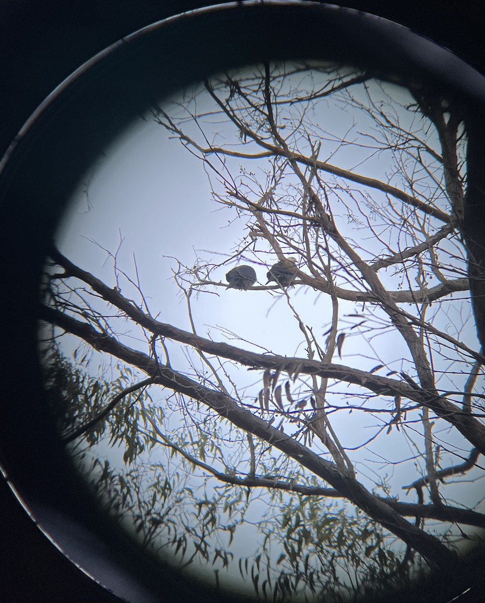 White-headed Pigeon - ML638130790