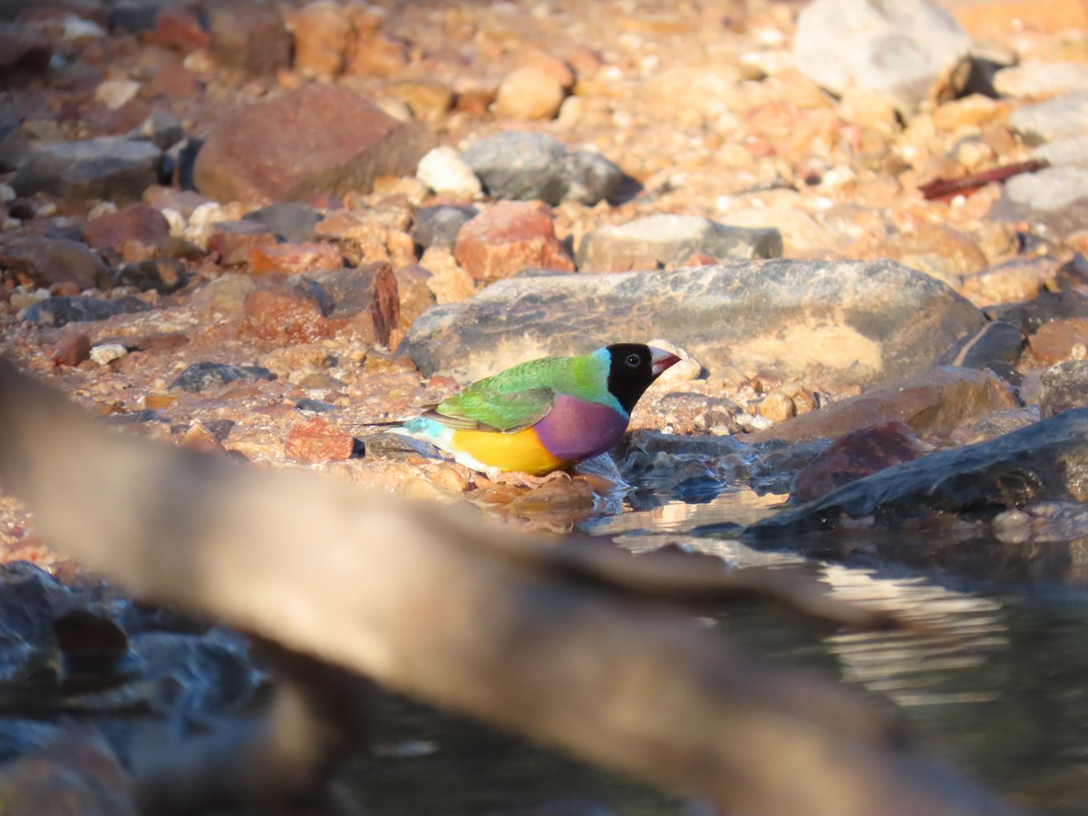 Gouldian Finch - ML638130797
