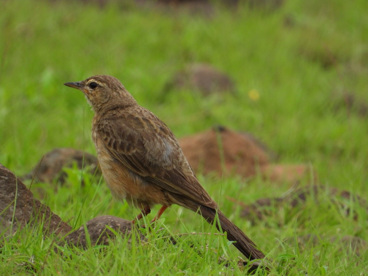 Long-billed Pipit - ML638130824
