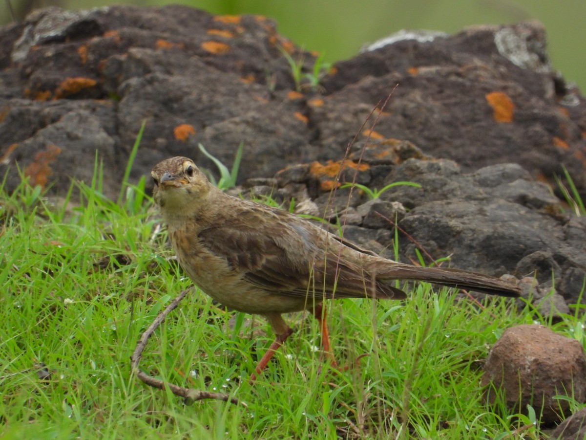 Long-billed Pipit - ML638130827