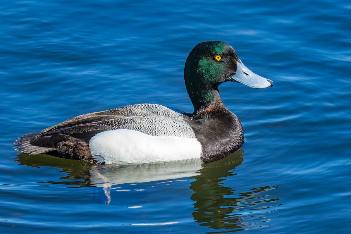 Greater Scaup - ML638130842