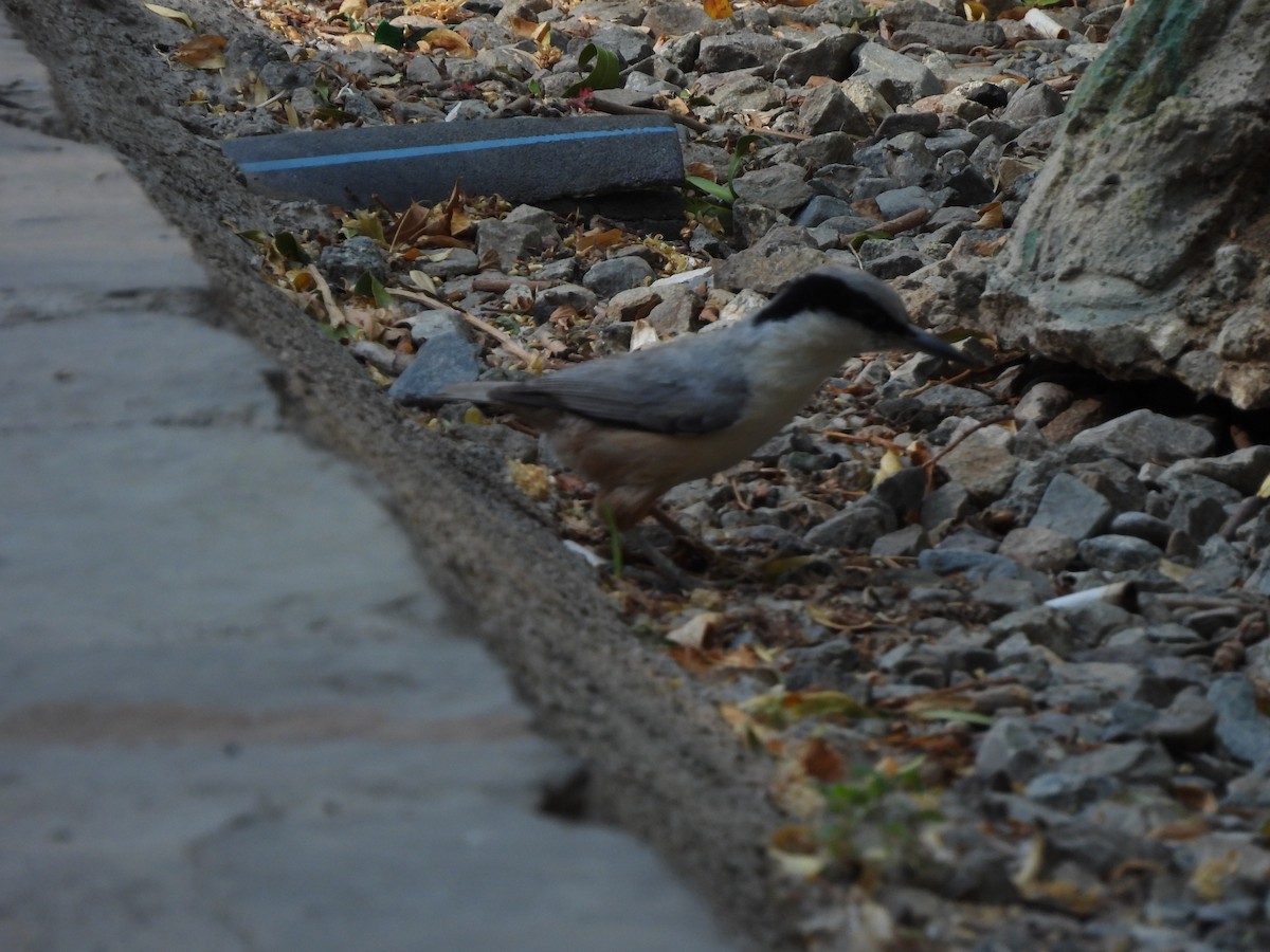 Eastern Rock Nuthatch - ML638130843