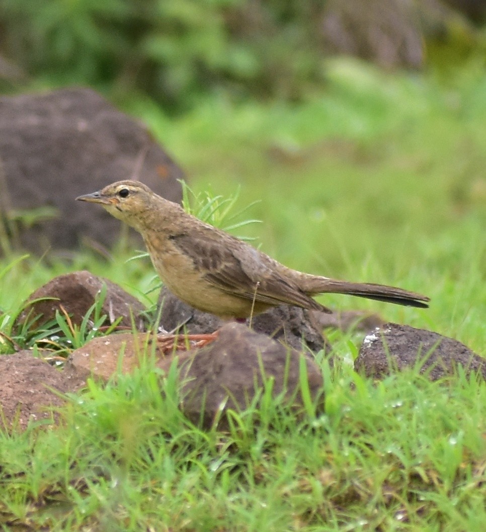 Long-billed Pipit - ML638130845
